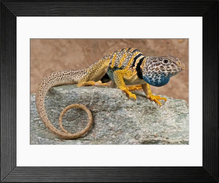 Framed Print : Collared lizard / Crotaphytus bicinctores Framed Print : Collared lizard / Crotaphytus bicinctores