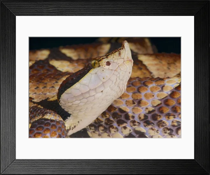 Framed Print : Hundred pace viper / Deinagkistrodon acutus Framed Print : Hundred pace viper / Deinagkistrodon acutus