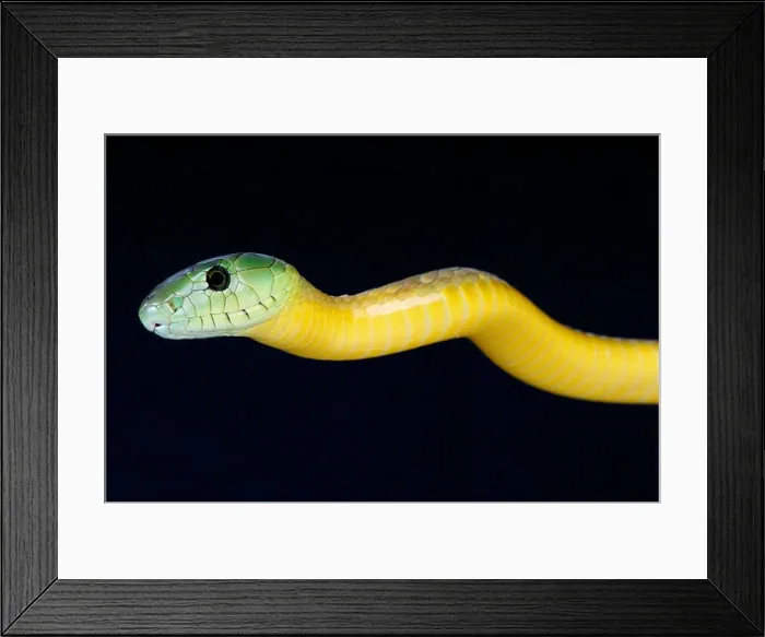 Framed Print : Jameson's Mamba / Dendroaspis jamesoni Framed Print : Jameson's Mamba / Dendroaspis jamesoni