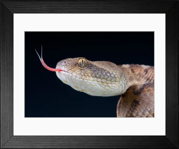 Framed Print : Oman saw-scaled viper / Echis omanensis Framed Print : Oman saw-scaled viper / Echis omanensis