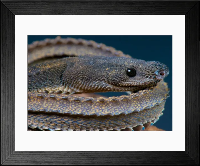 Framed Print : Dragon snake / Xenodermus javanicus Framed Print : Dragon snake / Xenodermus javanicus