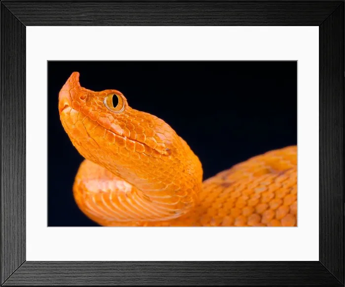 Framed Print : Long-nosed viper / Vipera ammodytes Framed Print : Long-nosed viper / Vipera ammodytes