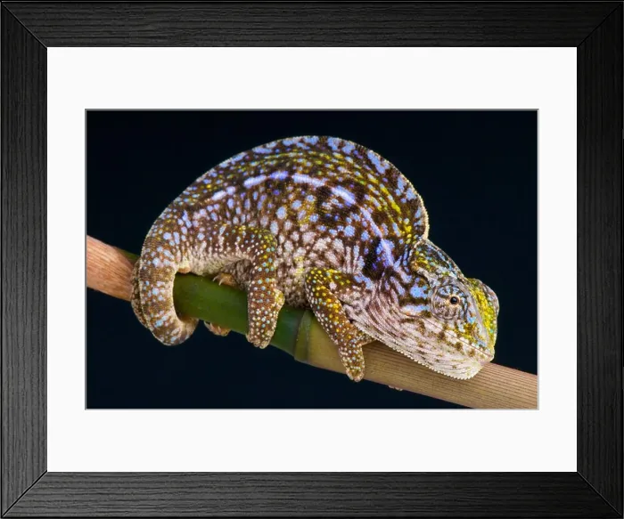 Framed Print : Carpet chameleon / Furcifer lateralis Framed Print : Carpet chameleon / Furcifer lateralis