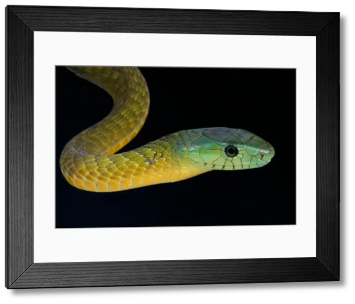 Framed Print : Jameson mamba / Dendroaspis jamesonii Framed Print : Jameson mamba / Dendroaspis jamesonii