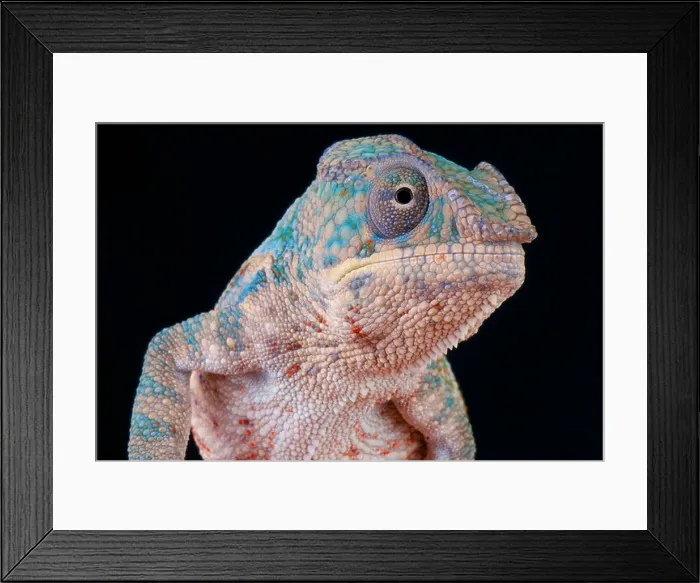 Framed Print : Panther chameleon / Furcifer pardalis Framed Print : Panther chameleon / Furcifer pardalis