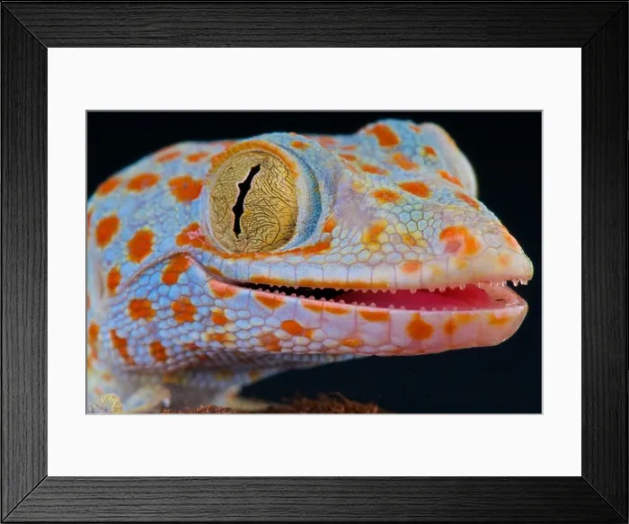 Framed Print : Tokay gecko / Gekko gecko Framed Print : Tokay gecko / Gekko gecko