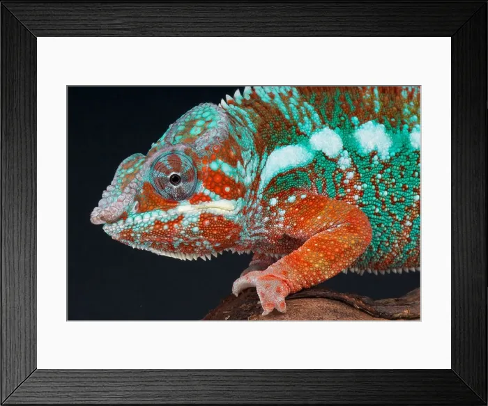 Framed Print : Panther chameleon / Furcifer pardalis Framed Print : Panther chameleon / Furcifer pardalis