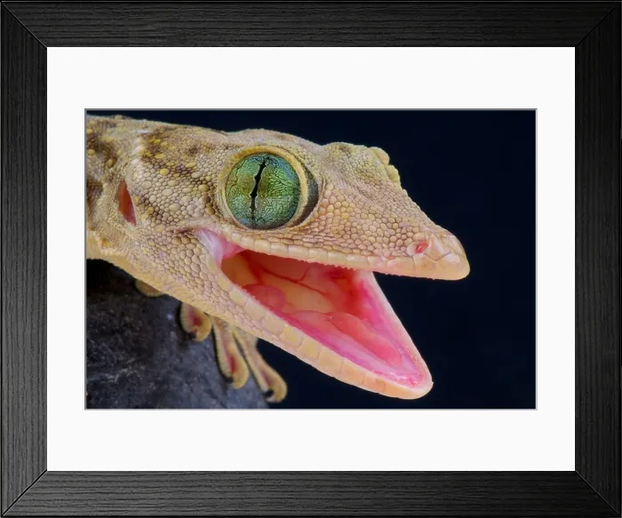 Framed Print : Green eyed gecko / Gekko smithii Framed Print : Green eyed gecko / Gekko smithii