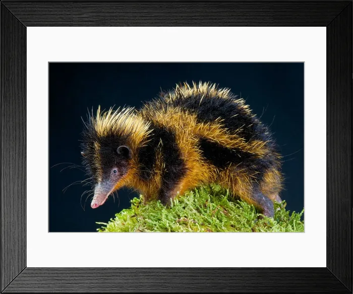 Framed Print : Lowland Tenrec / Hemicentetes semispinosus Framed Print : Lowland Tenrec / Hemicentetes semispinosus
