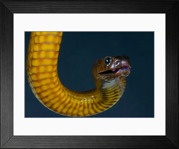 Framed Print : Inland taipan / Oxyuranus microlepidotus Framed Print : Inland taipan / Oxyuranus microlepidotus