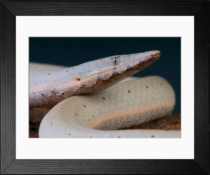 Framed Print : Papua snake lizard / Lialis jicari Framed Print : Papua snake lizard / Lialis jicari