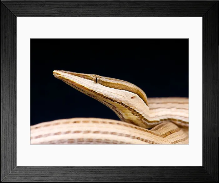 Framed Print : Snake lizard / Lialis jicari Framed Print : Snake lizard / Lialis jicari
