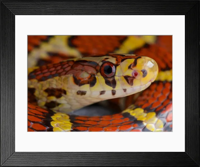 Framed Print : Bella ratsnake  /  Archelaphe bella bella
