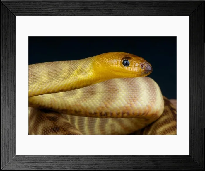 Framed Print : Sand python / Aspidites ramsayi Framed Print : Sand python / Aspidites ramsayi
