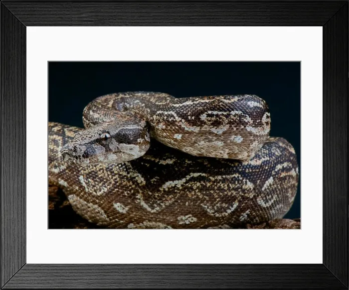 Framed Print : Argentine boa / Boa constrictor occidentalis Framed Print : Argentine boa / Boa constrictor occidentalis