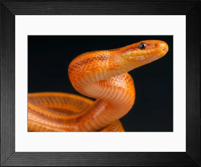 Framed Print : Steppes ratsnake / Elaphe dione Framed Print : Steppes ratsnake / Elaphe dione