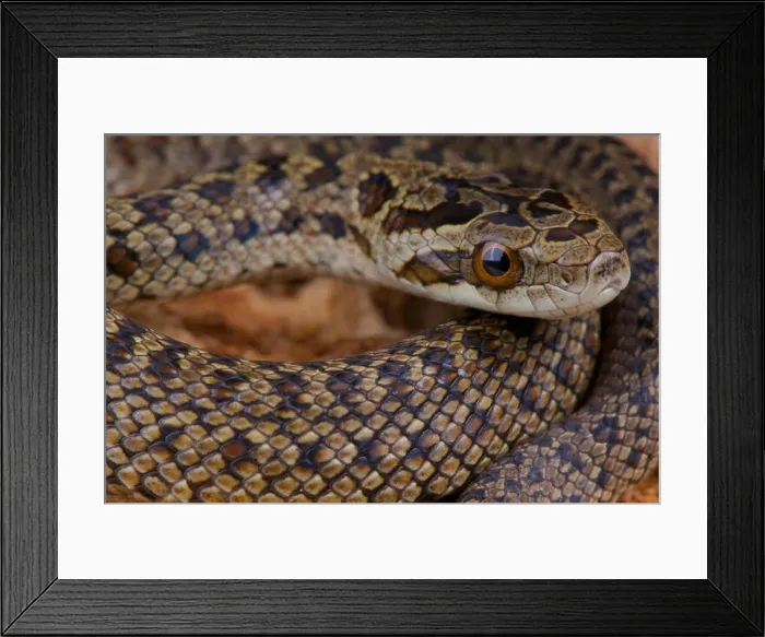 Framed Print : Zoige ratsnake / Elaphe zoigeensis Framed Print : Zoige ratsnake / Elaphe zoigeensis