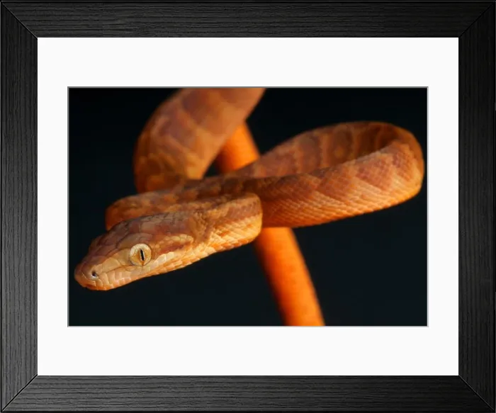 Framed Print : Jamaican boa / Epicrates subflavus Framed Print : Jamaican boa / Epicrates subflavus