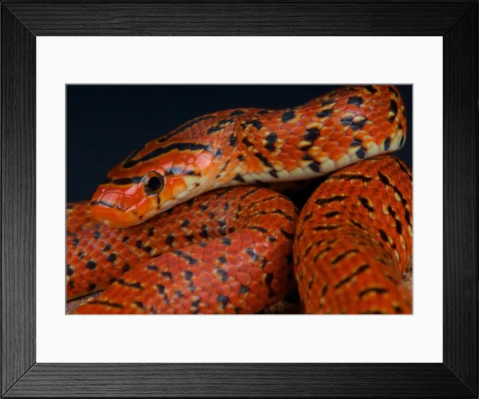 Framed Print : Japanese forest rat snake / Euprepiophis conspicillatus Framed Print : Japanese forest rat snake / Euprepiophis conspicillatus