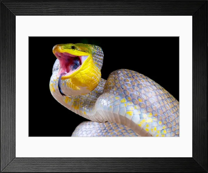 Framed Print : Attacking snake / Gonyosoma oxycephalum Framed Print : Attacking snake / Gonyosoma oxycephalum