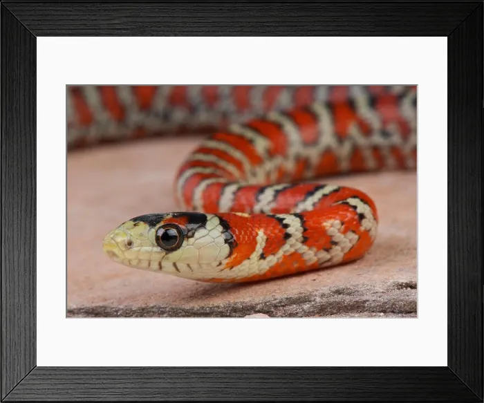 Framed Print : Sonoran mountain kingsnake / Lampropeltis pyromelana Framed Print : Sonoran mountain kingsnake / Lampropeltis pyromelana