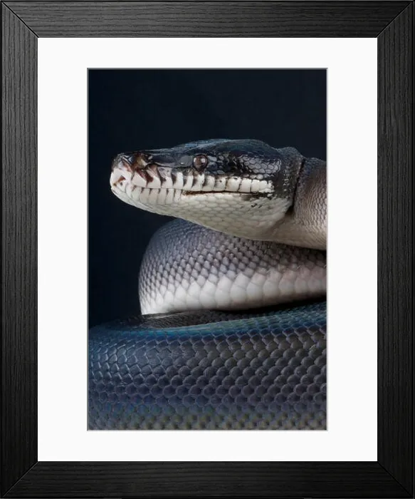 Framed Print : Southern white-lipped python / Leiopython hoserae Framed Print : Southern white-lipped python / Leiopython hoserae