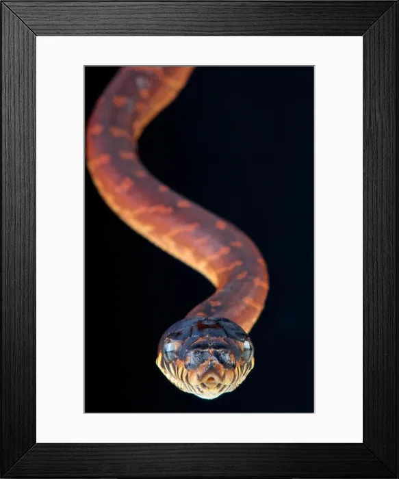 Framed Print : Black python / Morelia boeleni Framed Print : Black python / Morelia boeleni