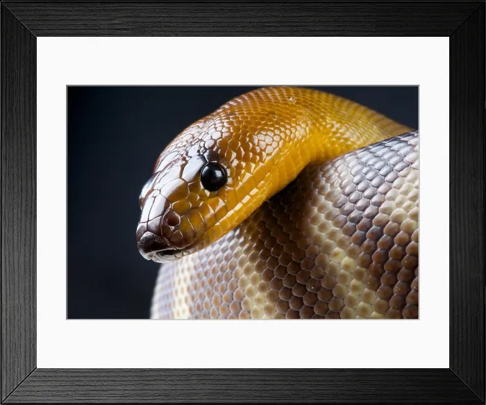 Framed Print : Woma python / Aspidites ramsayi Framed Print : Woma python / Aspidites ramsayi