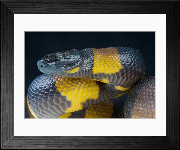 Framed Print : Bismarck ringed python / Botrochilus boa Framed Print : Bismarck ringed python / Botrochilus boa