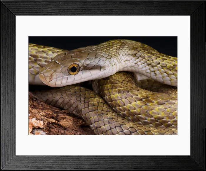 Framed Print : Japanese rat snake / Elaphe climacophora Framed Print : Japanese rat snake / Elaphe climacophora