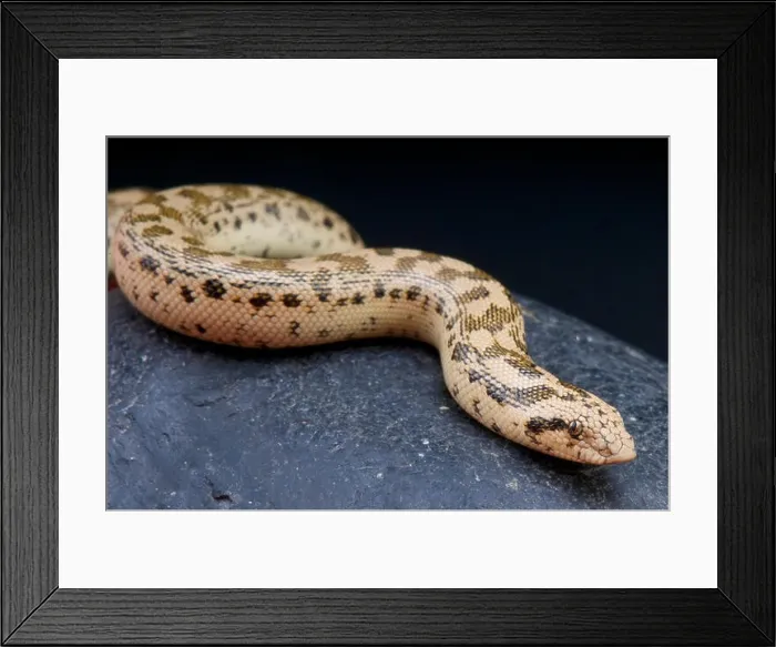 Framed Print : Tartar sand boa / Eryx tatricus Framed Print : Tartar sand boa / Eryx tatricus