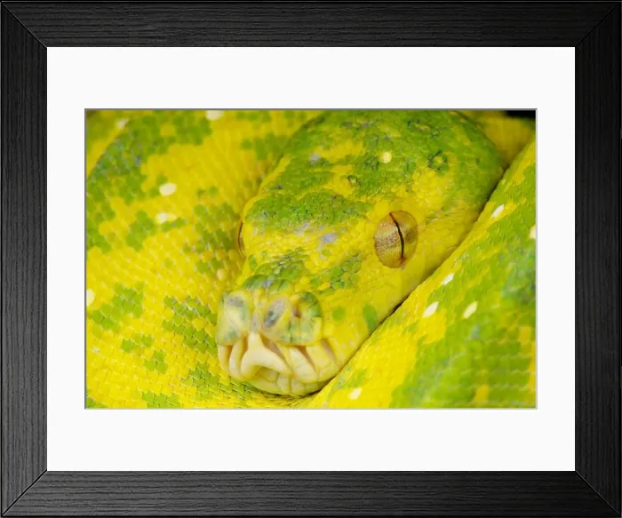 Framed Print : Green tree python / Morelia viridis Framed Print : Green tree python / Morelia viridis