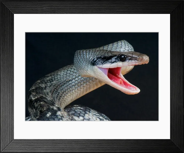 Framed Print : Blue beauty snake  /  Orthriophis taeniurus callicyanous