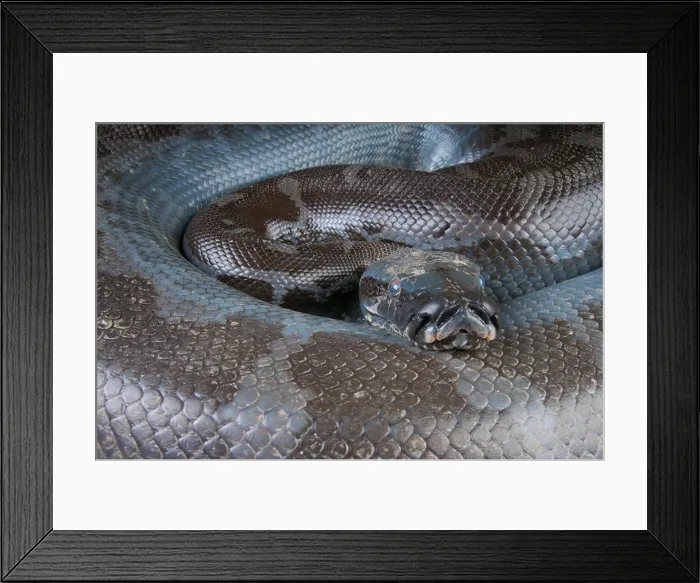 Framed Print : Borneo python / Python curtus breitensteini Framed Print : Borneo python / Python curtus breitensteini