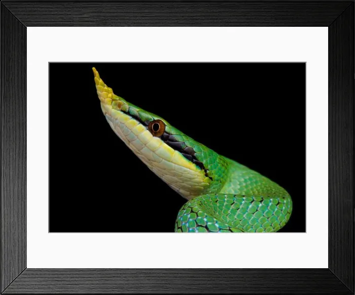 Framed Print : Rhinoceros ratsnake / Rhynchophis boulengeri Framed Print : Rhinoceros ratsnake / Rhynchophis boulengeri