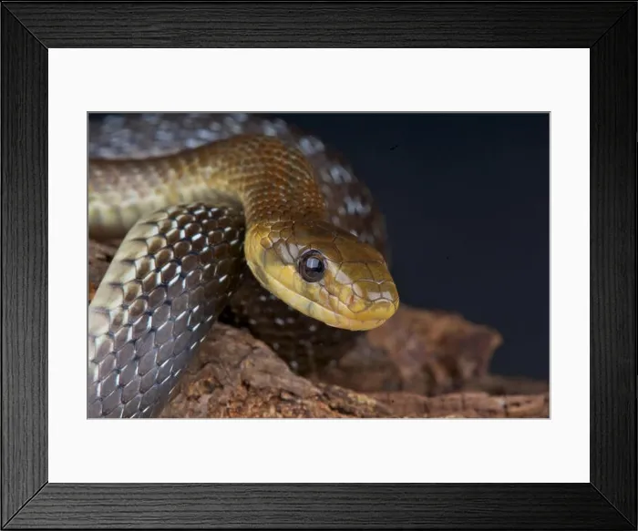 Framed Print : Aesculapian snake / Zamenis longissimus Framed Print : Aesculapian snake / Zamenis longissimus