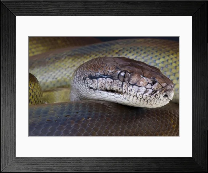 Framed Print : Papua Python / Apodora papuana Framed Print : Papua Python / Apodora papuana