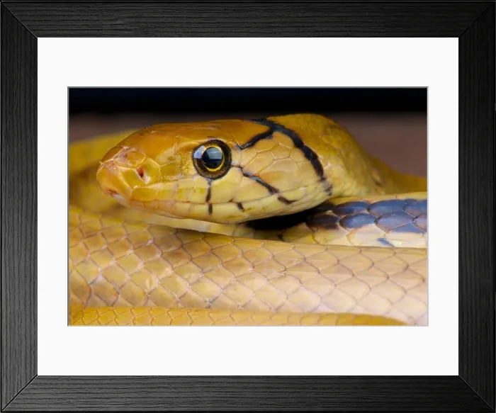Framed Print : Radiated ratsnake  /  Coelognathus radiatus