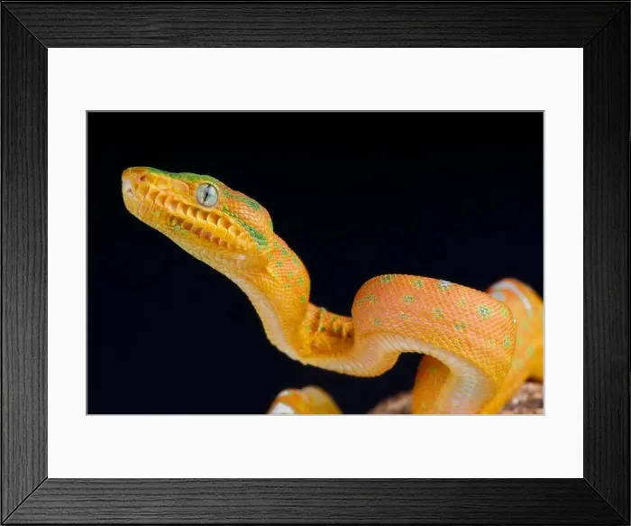 Framed Print : Emerald tree boa baby / Corallus caninus Framed Print : Emerald tree boa baby / Corallus caninus