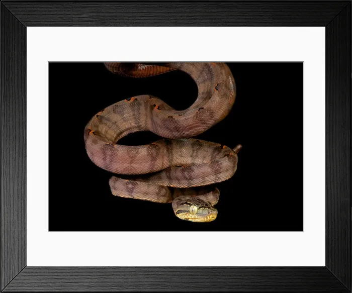 Framed Print : Amazon tree boa / Corallus hortulanus Framed Print : Amazon tree boa / Corallus hortulanus