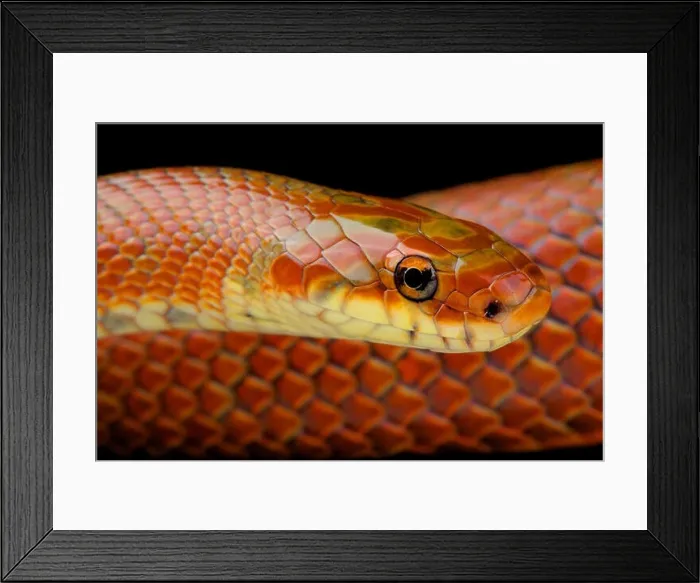 Framed Print : Japanese forest snake / Euprepiophis conspicillatus Framed Print : Japanese forest snake / Euprepiophis conspicillatus