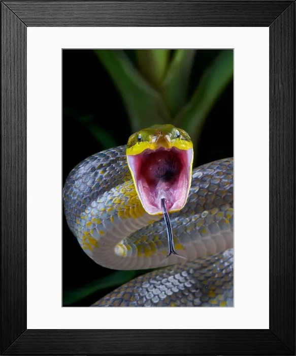 Framed Print : Attacking snake ! Gonyosoma oxycephalum / Red-tailed green ratsnake Framed Print : Attacking snake ! Gonyosoma oxycephalum / Red-tailed green ratsnake