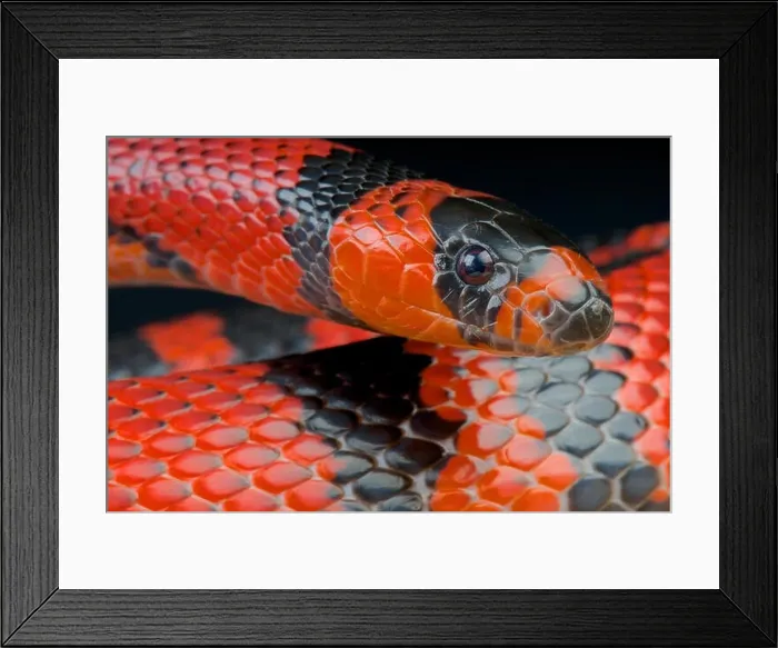 Framed Print : Honduran milk snake  /  Lampropeltis triangulum hondurensis