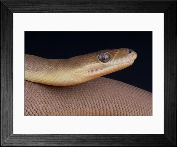 Framed Print : Olive python / liasis olivaceus Framed Print : Olive python / liasis olivaceus