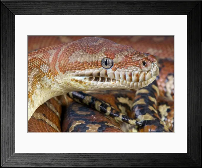 Framed Print : Centralian python / Morelia bredli Framed Print : Centralian python / Morelia bredli