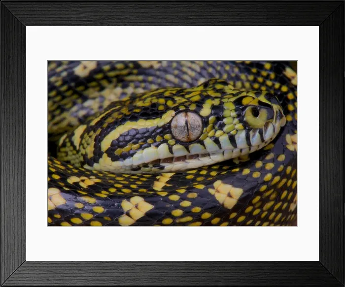 Framed Print : Diamond python / Morelia spilota spilota Framed Print : Diamond python / Morelia spilota spilota