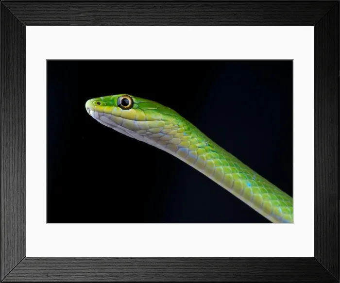 Framed Print : Green grass snake / Opheodrys aestivus Framed Print : Green grass snake / Opheodrys aestivus