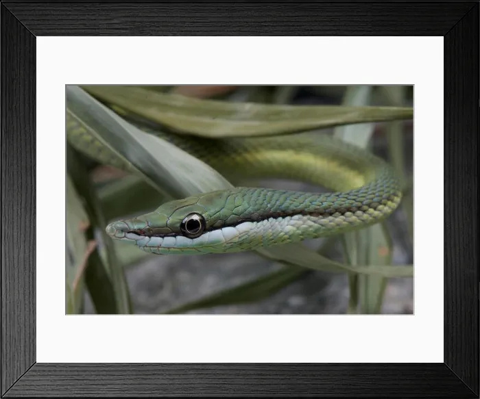 Framed Print : Baron's green racer / Philodryas baroni Framed Print : Baron's green racer / Philodryas baroni