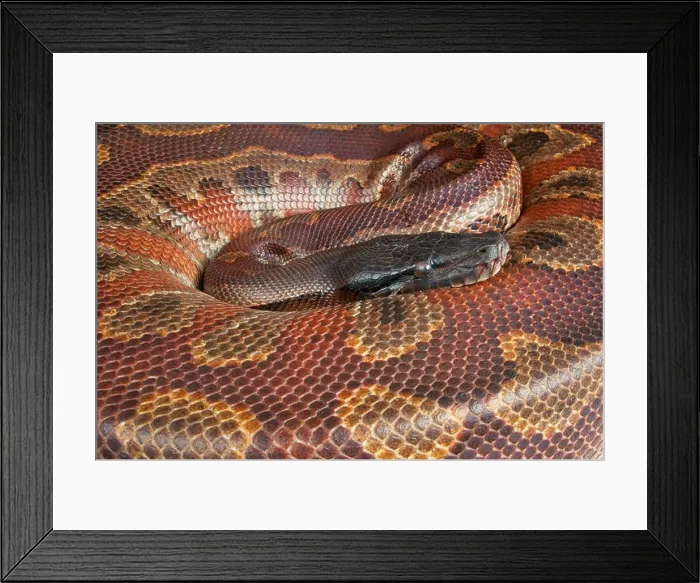 Framed Print : Bloodpython / Python curtus brongersmai Framed Print : Bloodpython / Python curtus brongersmai