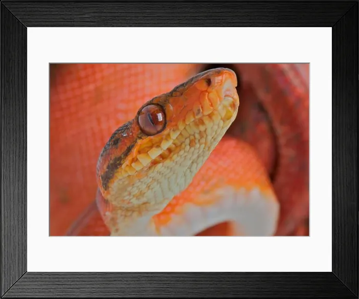 Framed Print : Amazon tree boa / Corallus hortulanus Framed Print : Amazon tree boa / Corallus hortulanus